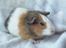 All male guinea pigs No more timewasters!