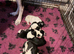 6 amazing puppies
