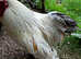 Handsome Pekin Bantam cockerels