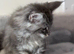 Wonderful Maine Coon kittens from titled GCCF parents