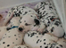 Last girl available* KC registered Dalmatian puppies *StrictlyDals*