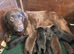 GORGEOUS CHUNKY SHOW LABRADOR BOY PUPPIES AVAILABLE