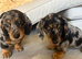 Stunning dachshund puppies