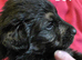GOLDEN SHEPHERD PUPPIES