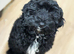 F1b toy cockapoo female