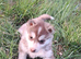 Gorgeous Siberian Husky puppies