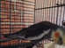 Baby cockatiel