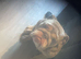 English bulldog female 3 years old