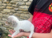 MINATURE DASCHSHUND PUPPIES READY TO GO NOW