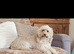 Cockapoo(chocolate)miniature