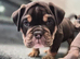Outstanding healthy Puppies