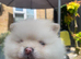 Stunning pomeranians for sell Dad champion in UK