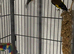 Pair gold finches