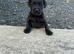 Pure Perfect Patterdales
