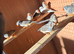 Zebra finches cocks and hens