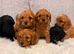 F1 cavapoo puppies fully vet health checked