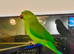 Stunning young Indian Ringnack parrot