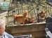 Pair/trio of Brahma hens wanted