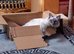 Ragdoll kitten (pure lilac point)