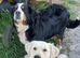 Bernese Mountain Dog × Golden Retriever