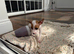 Jack Russell boy puppy