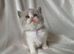 3 Beautiful British Shorthairs READY NOW