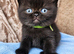 British shorthair kittens