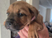 Mastweiler puppys