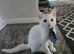 Playful cat