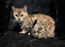Bengal cat looking for her forever home