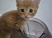 Gorgeous Kittens for sale