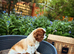 Fox red Cavapoo
