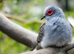 Diamond dove