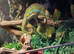 1 year old male panther chameleon