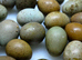 Button quail chicks & hatching eggs 50p!!