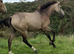 Connemara x TB 2025 Filly.