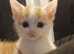 Beautiful kittens looking for there forever homes