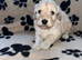 BEAUTIFUL F1 CAVAPOO PUPPIES EXTENSIVELY HEALTH TESTED PARENTS