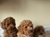 Cavapoochon puppies