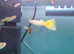 Only &pound;30- An aquarium set up with 13 Guppies