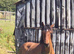 TB x Welsh D yearling colt