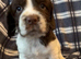 Cocker Spaniel puppies - ready soon