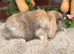 Baby mini lops