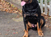 German Rottweiler Available