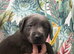beautiful Labrador pups