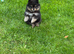 XS Teddy Pomeranian Boy