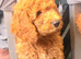 READY NOW……Gorgeous Mini Goldendoodles