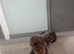 Bedlington terrier