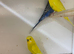 Various Budgies for sale