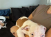 American bulldog *ready to go*